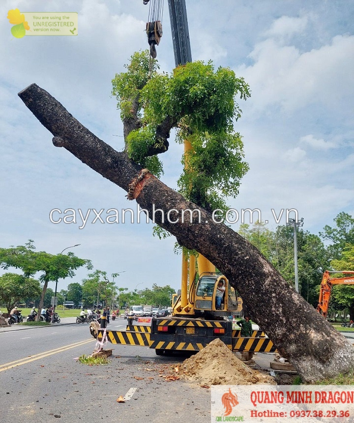 Công ty cây xanh, cắt c.ỏ tỉa cành Đồng Nai, Hcm